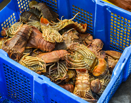 Fresh slipper lobster at local market on Phu Quoc Island, Vietnam.の写真素材