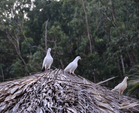 Pigeons standing on roof top of wooden house at countryside in Vietnam.の写真素材