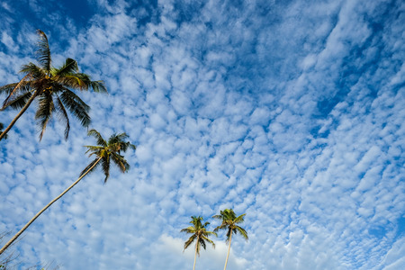 Palm trees under blue sky with white clouds in sunny day.の写真素材