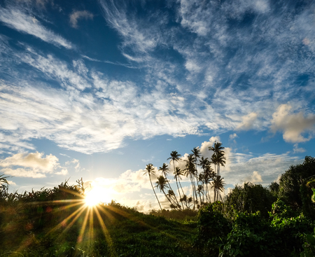 Sunrise on the coconut tree plantation in Sri Lanka.