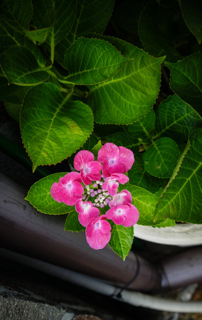 Purple Hydrangea flower (Hydrangea macrophylla) in Japanese garden.の写真素材