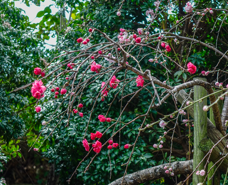 Flower garden at Japanese garden in spring time.の写真素材