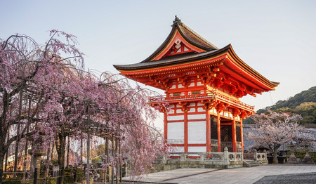 Ancient temple with cherry flowers at spring time in Kyoto, Japan.のeditorial素材
