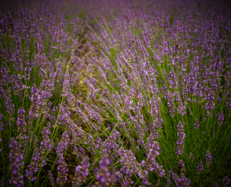 Lavender flower field in summer day. Nature background.の写真素材