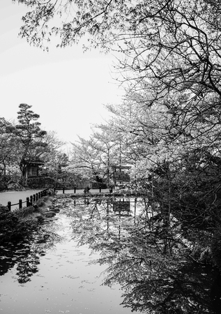 Kyoto, Japan - Apr 7, 2014. Cherry blossom at public park in spring time.のeditorial素材
