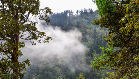 Pine tree forest on mountain in foggy day.の写真素材