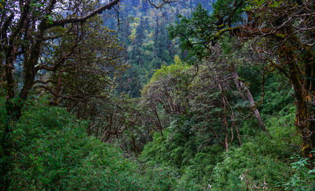 Deep forest on trekking trail of Annapurna Range in Nepal.