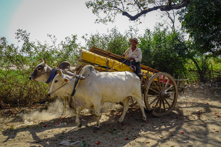 Mandalay, Myanmar - Feb 10, 2017. Ox cart running on rural road at sunny day in Mandalay, Myanmar.のeditorial素材