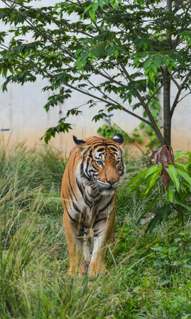 A young Siberian tiger, otherwise known as the Amur Tiger.の写真素材