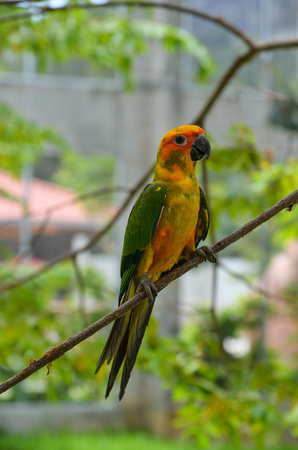 Colorful parrot at the nature park on Langkawi, Malaysia.