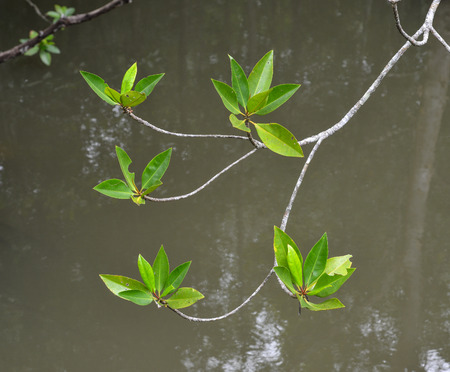 Mangrove trees at tropical forest on Langkawi Island, Malaysia.の写真素材