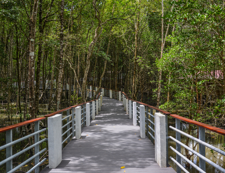 Walking trail through the thick natural mangrove jungle via our 800 meters long board walk in Langkawi, Malaysia.の写真素材
