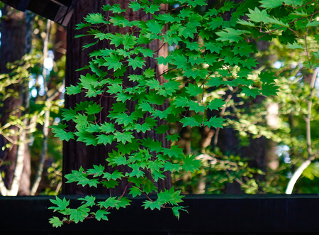Maple leaves at Japanese garden in summer day.の写真素材