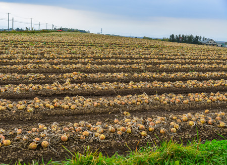 Onions lying in the field ready to be harvested in the fall timeの写真素材