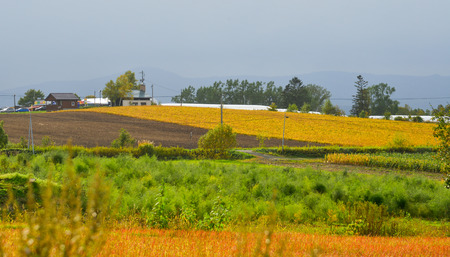 Rural scenery with beautiful  fields at autumn in Biei, Japan.の写真素材
