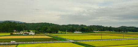 Rice field at harvesting season in Sendai, Japan.