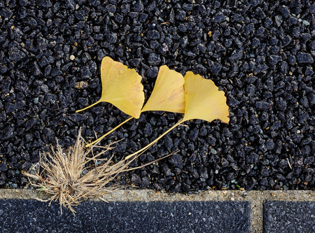 Beautiful gold and brown autumn ginkgo leaves fallen on stone path.の写真素材