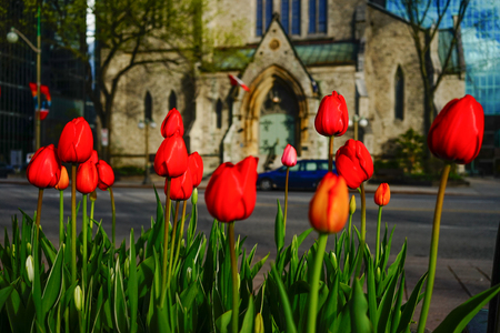 Tulip flowers blooming on street at spring in Ottawa, Canada.の写真素材
