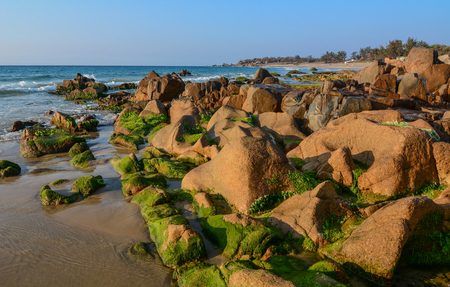 Green algae on a rock in the middle of the sea. South China Sea in Vietnam.の写真素材