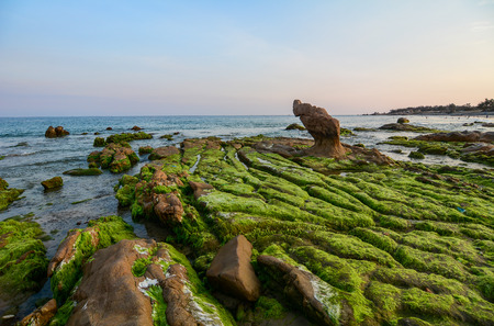 Green algae on a rock in the middle of the sea. South China Sea in Vietnam.