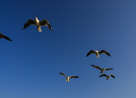 Seagull flying in the blue sky at summer day.の写真素材
