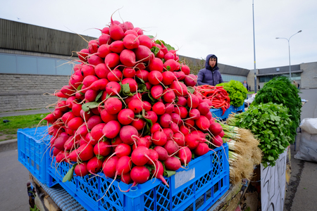 St. Petersburg, Russia - Oct 11, 2016. Harvested red radish for sale on street in Saint Petersburg, Russia.のeditorial素材