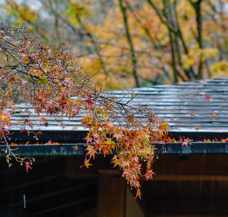 Maple trees at autumn garden in rainy day.の写真素材