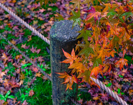 Maple trees at autumn garden in rainy day.