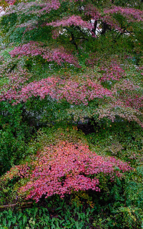 Maple trees at autumn garden in rainy day.の写真素材