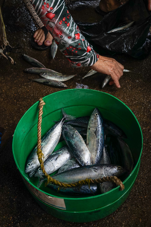 Fresh fish for sale at the local market in Quy Nhon, Vietnam.の写真素材