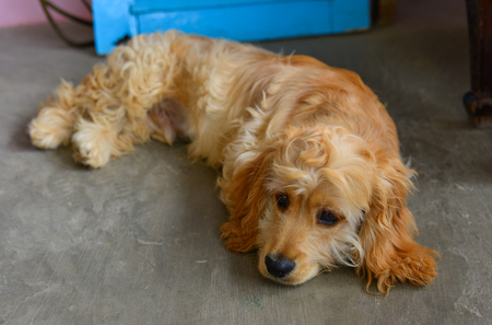 A sad dog lying at house in Dalat, Southern Vietnam.の写真素材