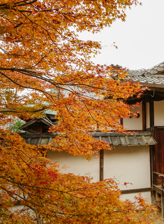 Maple trees at autumn in the botanic garden.の写真素材