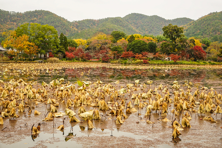 Lake scenery with autumn trees in Kyoto, Japan.のeditorial素材