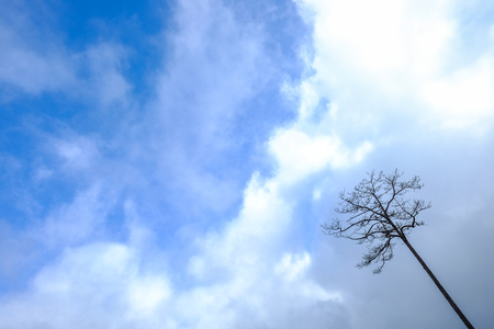 Lonely tree under blue sky at summer day in Dalat, Vietnam.の写真素材