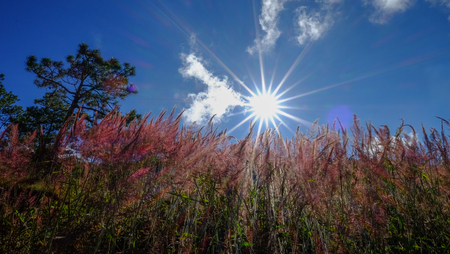 Pink grass field at forest in Dalat, Vietnam.の写真素材