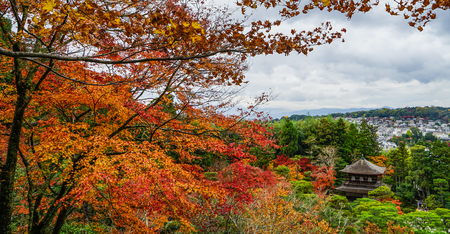 Autumn trees at ancient garden in Kyoto, Japan.のeditorial素材