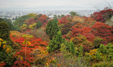 Autumn trees at ancient garden in Kyoto, Japan.のeditorial素材