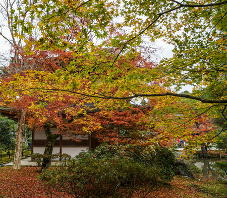 Autumn trees at ancient garden in Kyoto, Japan.のeditorial素材