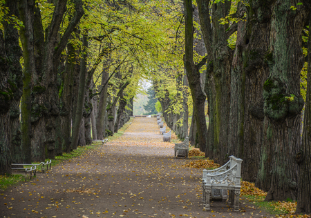 Autumn park in Saint Petersburg, Russia. Autumn in St. Petersburg Russia is atmospheric and beautiful due to its golden fall.の写真素材