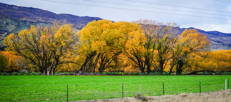 Autumn scenery of Haast Township, South Island, New Zealand.