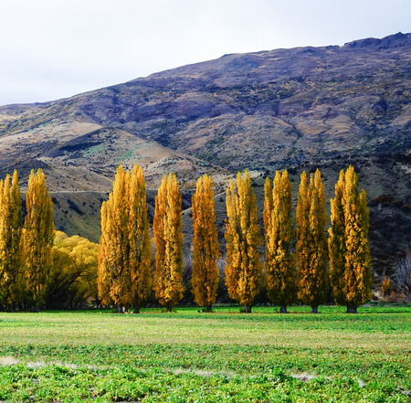 Autumn scenery of Haast Township, South Island, New Zealand.