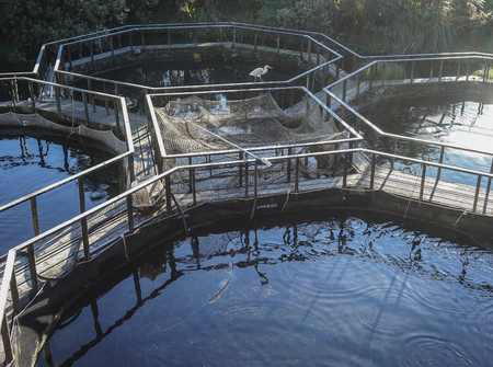 Shrimp farming at sunrise in South Island, New Zealand.のeditorial素材