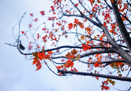 Autumn trees at the park in sunny day.