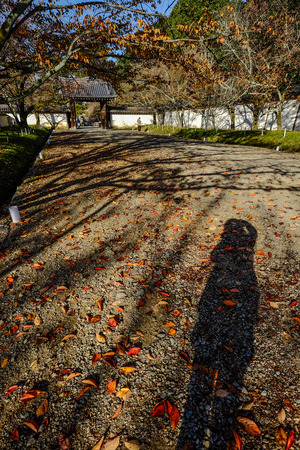Autumn trees at ancient garden in Kyoto, Japan.の写真素材