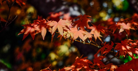 Autumn trees at ancient garden in Kyoto, Japan.