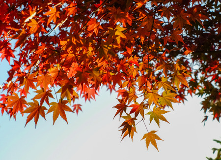 Autumn trees at ancient garden in Kyoto, Japan.の写真素材