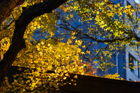 Maple trees with colorful leaves at autumn garden in Tokyo, Japan.の写真素材