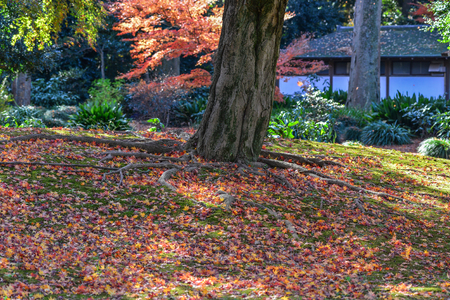 Maple trees with colorful leaves at autumn garden in Tokyo, Japan.の写真素材