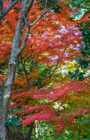 Maple trees with colorful leaves at autumn garden in Tokyo, Japan.の写真素材