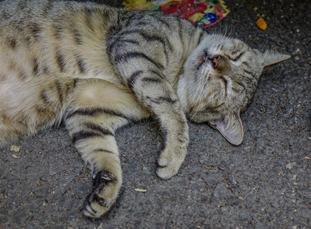 A lazy cat sleeping on road in Yangon, Myanmar.の写真素材